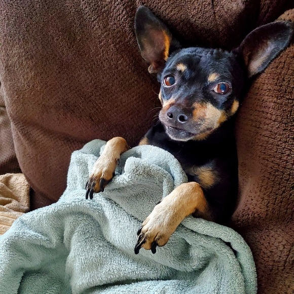 Meet your Posher, Carolee - Picture 5 of 8